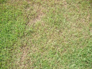 Scalped Lawn Lawnmowerwizard
